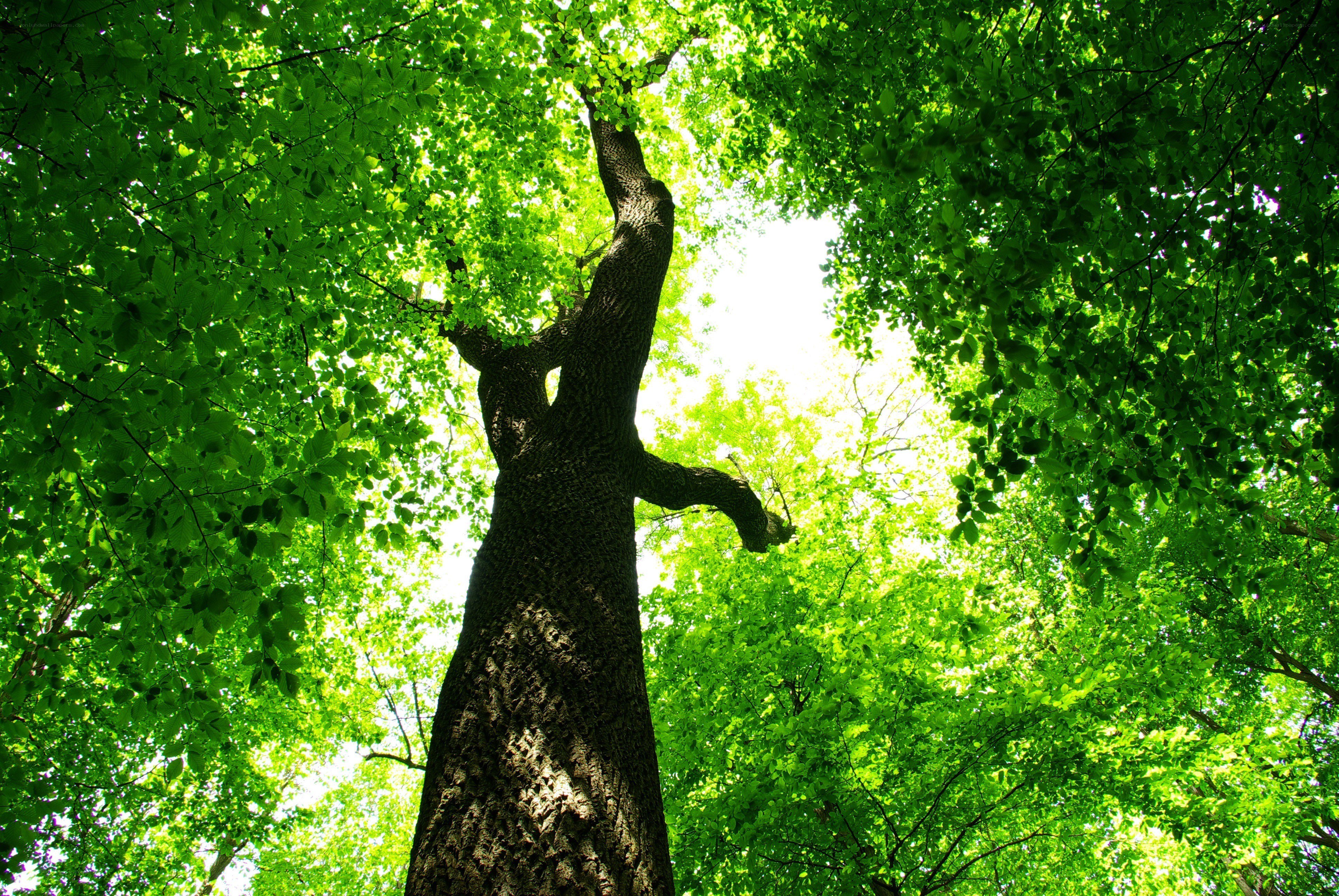 tall tree in forest canopy