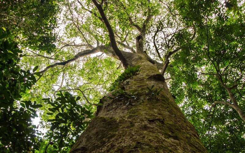 tall tree in forest canopy