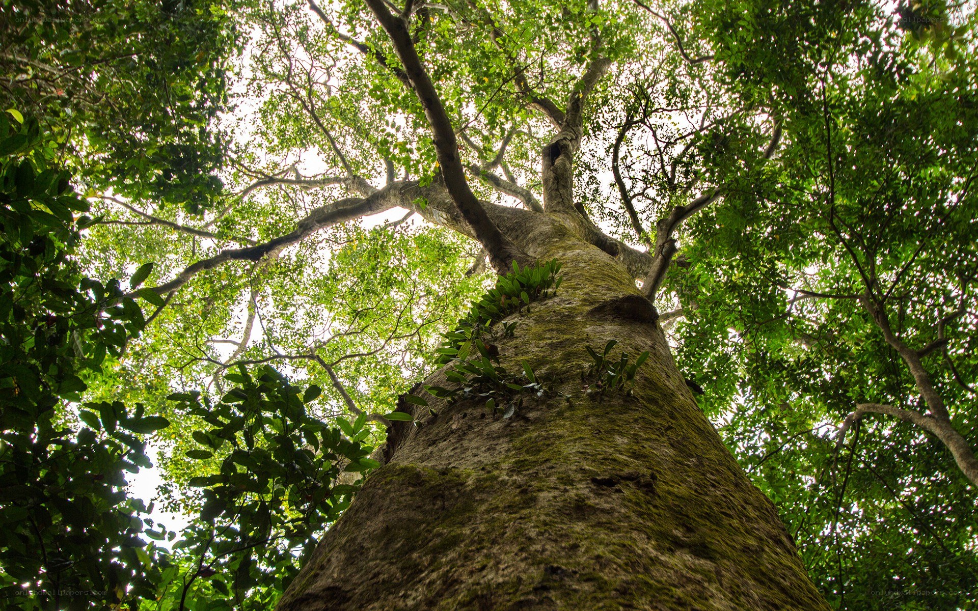 tall tree in forest canopy