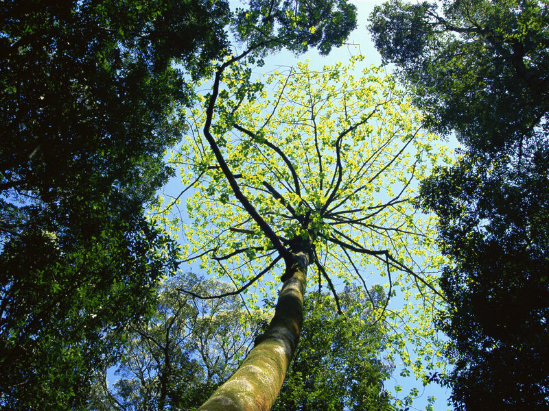 tall tree in forest canopy