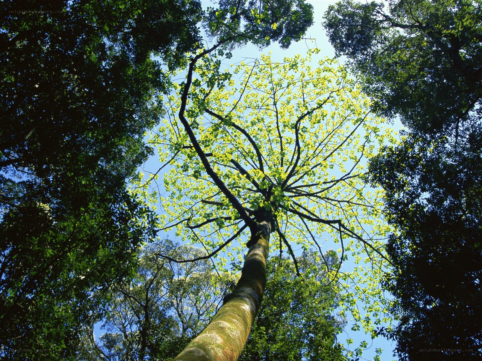 tall tree in forest canopy
