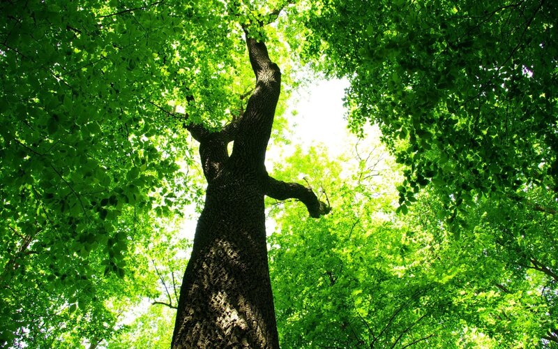 tall tree in forest canopy