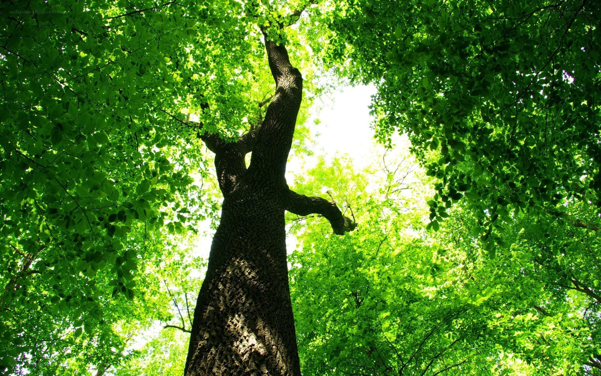 tall tree in forest canopy