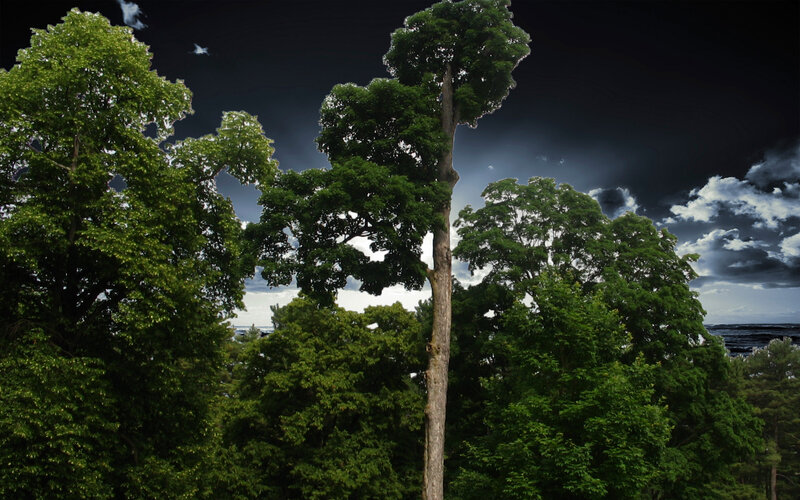 Tall Tree in Forest — Green, Dramatic