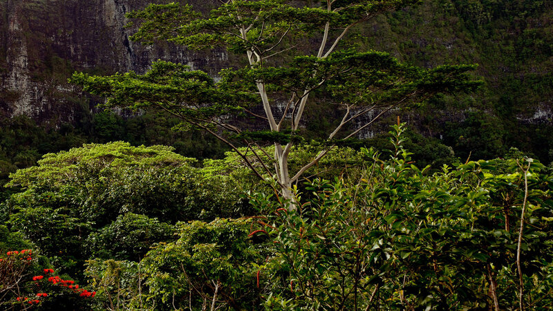 Tall Tree in Forest — Green, Natural