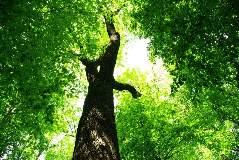 Tall Tree in Forest — Green, Serene, Afternoon, Photograph, Tree Trunk, Green Leaves, Sunlight, Brown, White