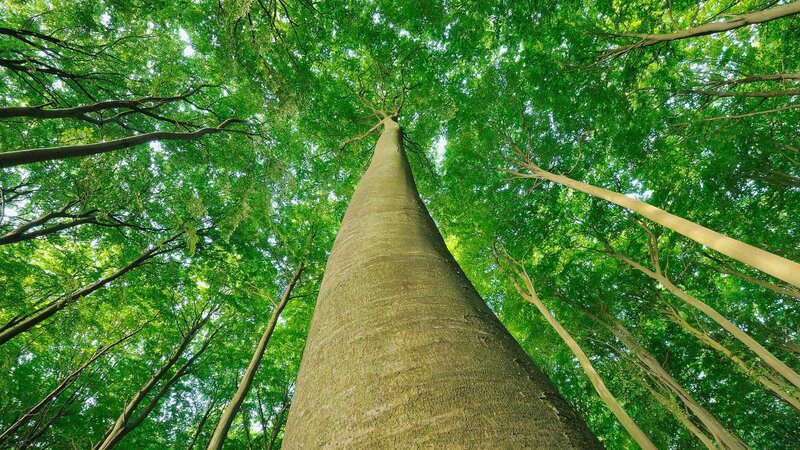 Tall Tree in Forest — Green, Serene, Afternoon, Photograph, Tree Trunk, Green Leaves