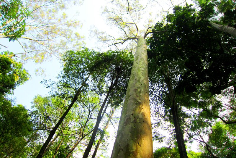 Tall Tree in Forest — Green, Serene, Afternoon