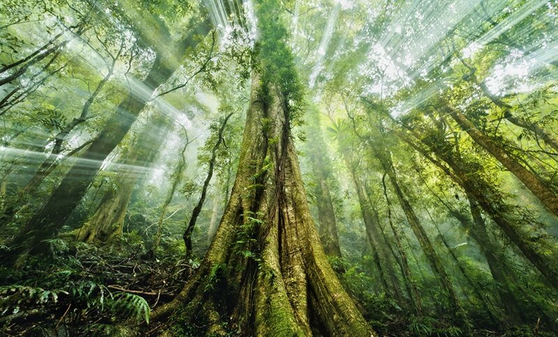 Tall Tree in Forest — Green, Serene, Morning, Photograph, Sunlight, Moss