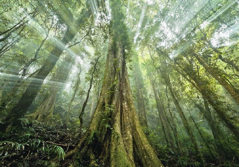 Tall Tree in Forest — Green, Serene, Morning