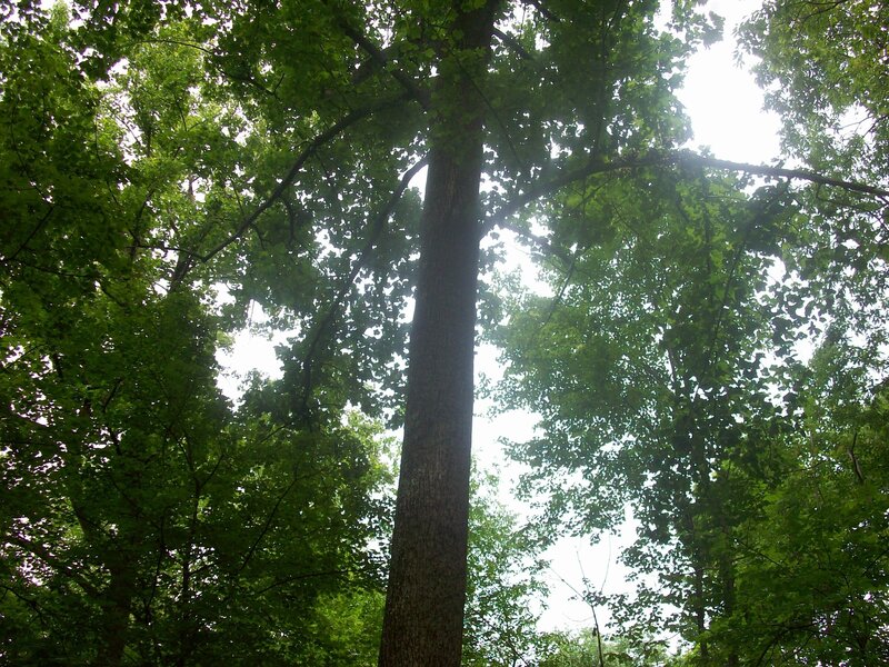 Tall Tree in Forest — Green, Serene