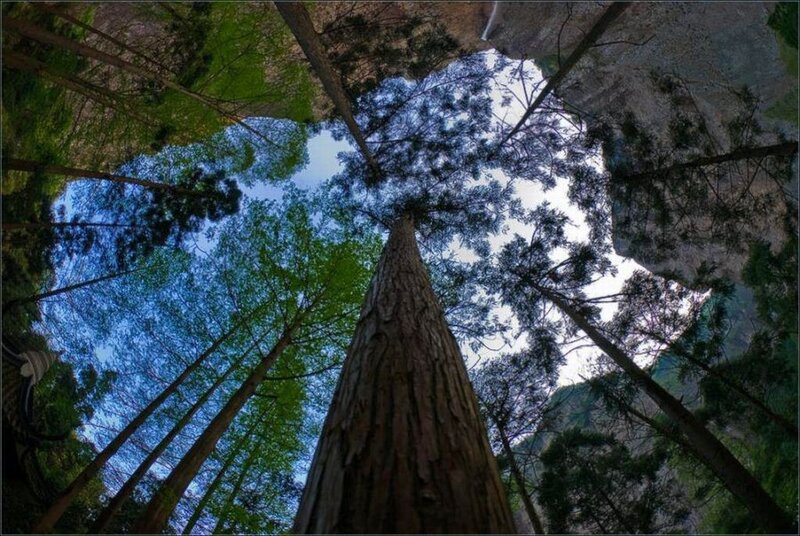 Tall Tree in Forest — Green