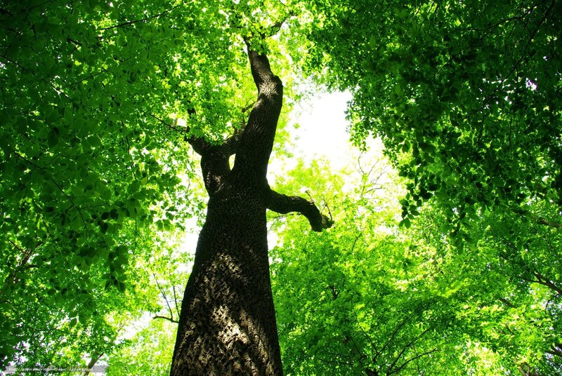tall tree in forest