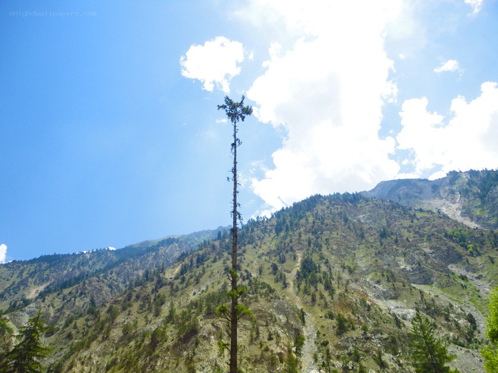 tall tree in mountain valley