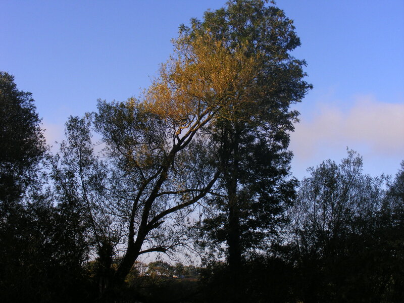Tall Tree in Sunlight