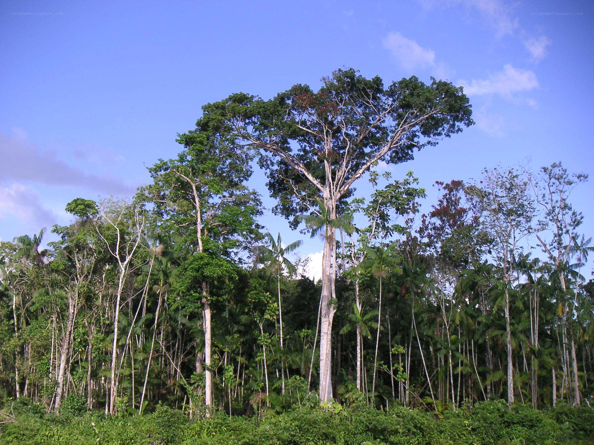 tall tree in tropical forest