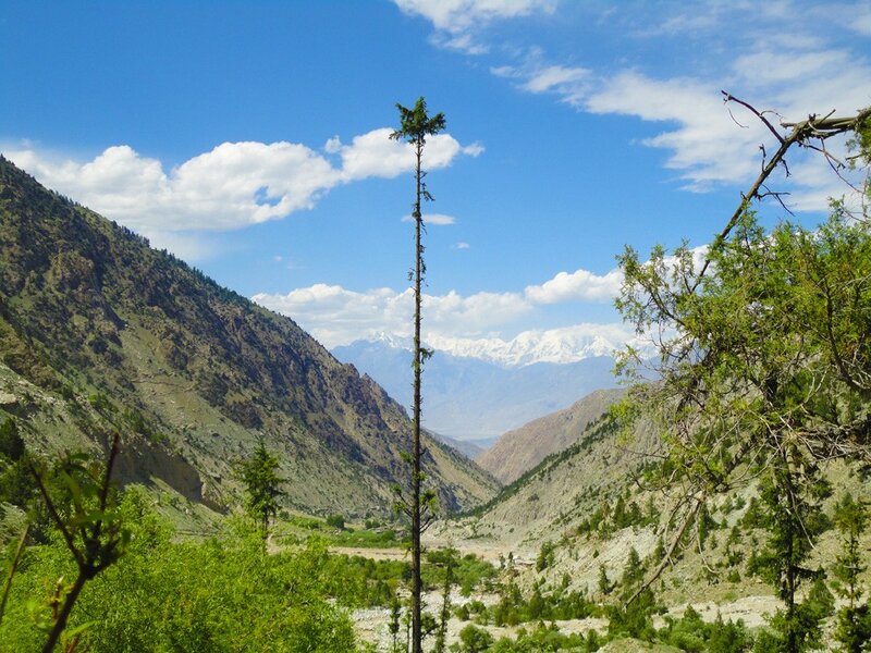 Tall Tree in Valley