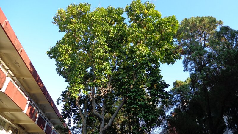 tall tree near building
