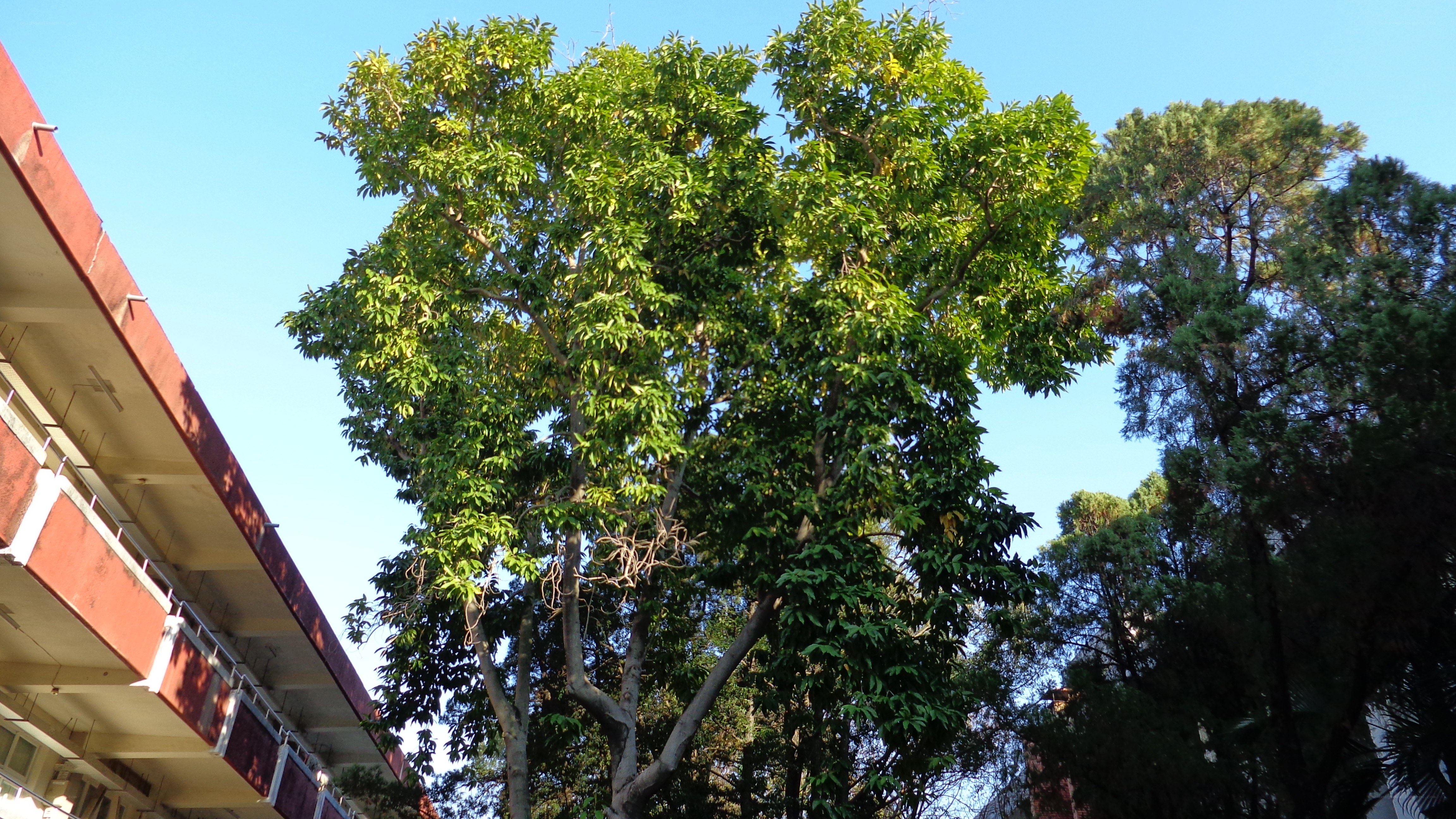 tall tree near building