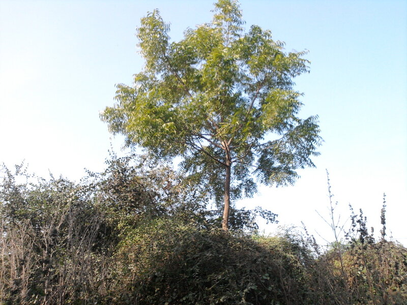 Tall Tree on Hill