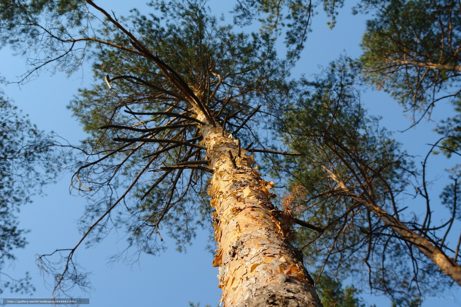 tall tree reaching the sky