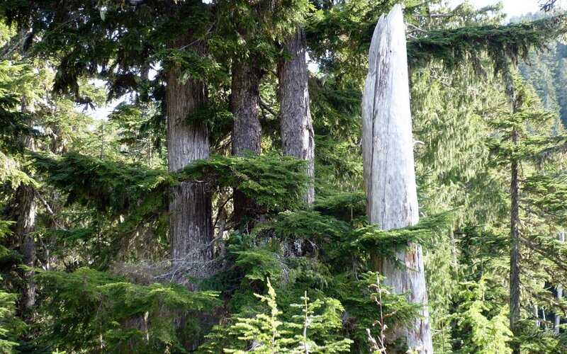 Tall Tree Stump