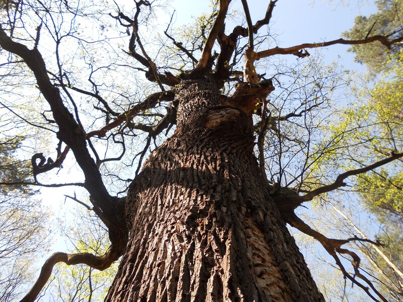 Tall Tree Trunk — Brown, Serene, Spring