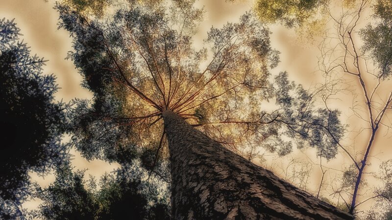 Tall Tree Trunk — Brown, Serene