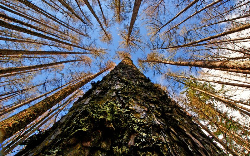 Tall Tree Trunk — Brown