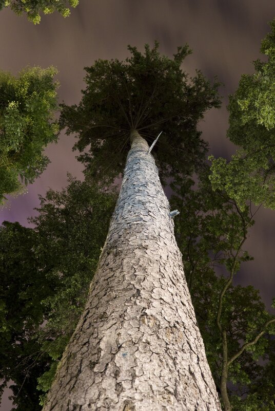 Tall Tree Trunk — Gray
