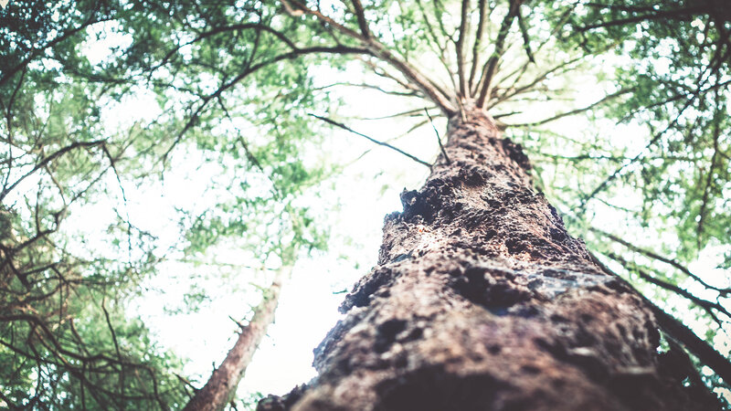 Tall Tree Trunk — Green, Serene, Morning