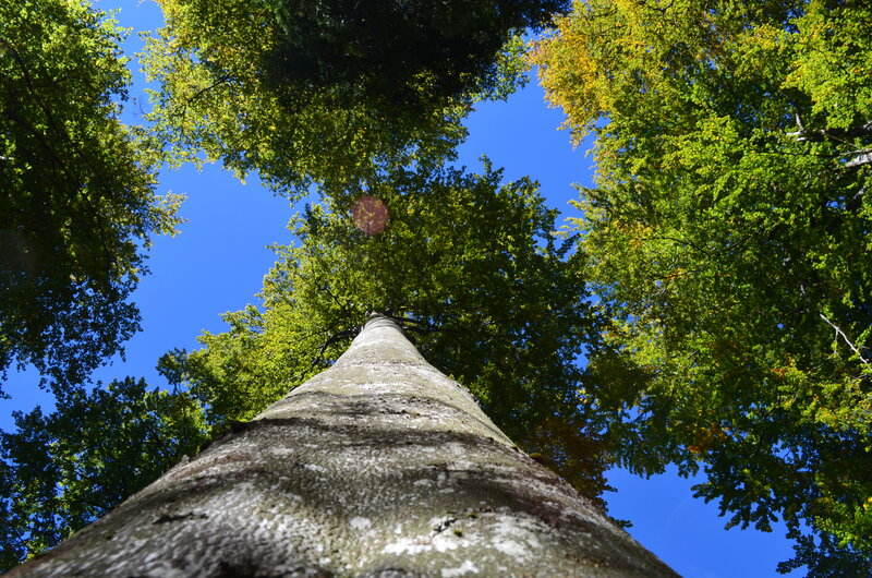 Tall Tree Trunk — Green, Serene