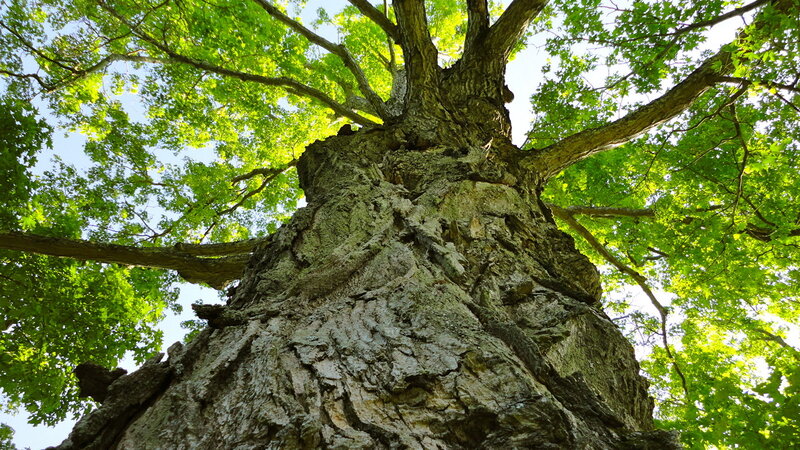 Tall Tree Trunk — Green