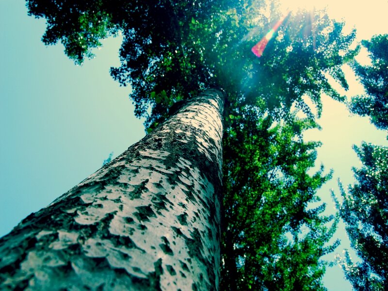 Tall Tree Trunk