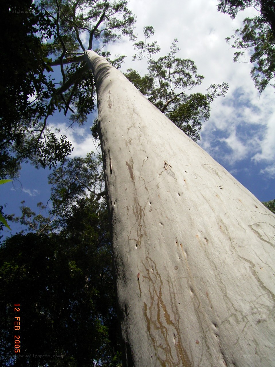 tall tree trunk view