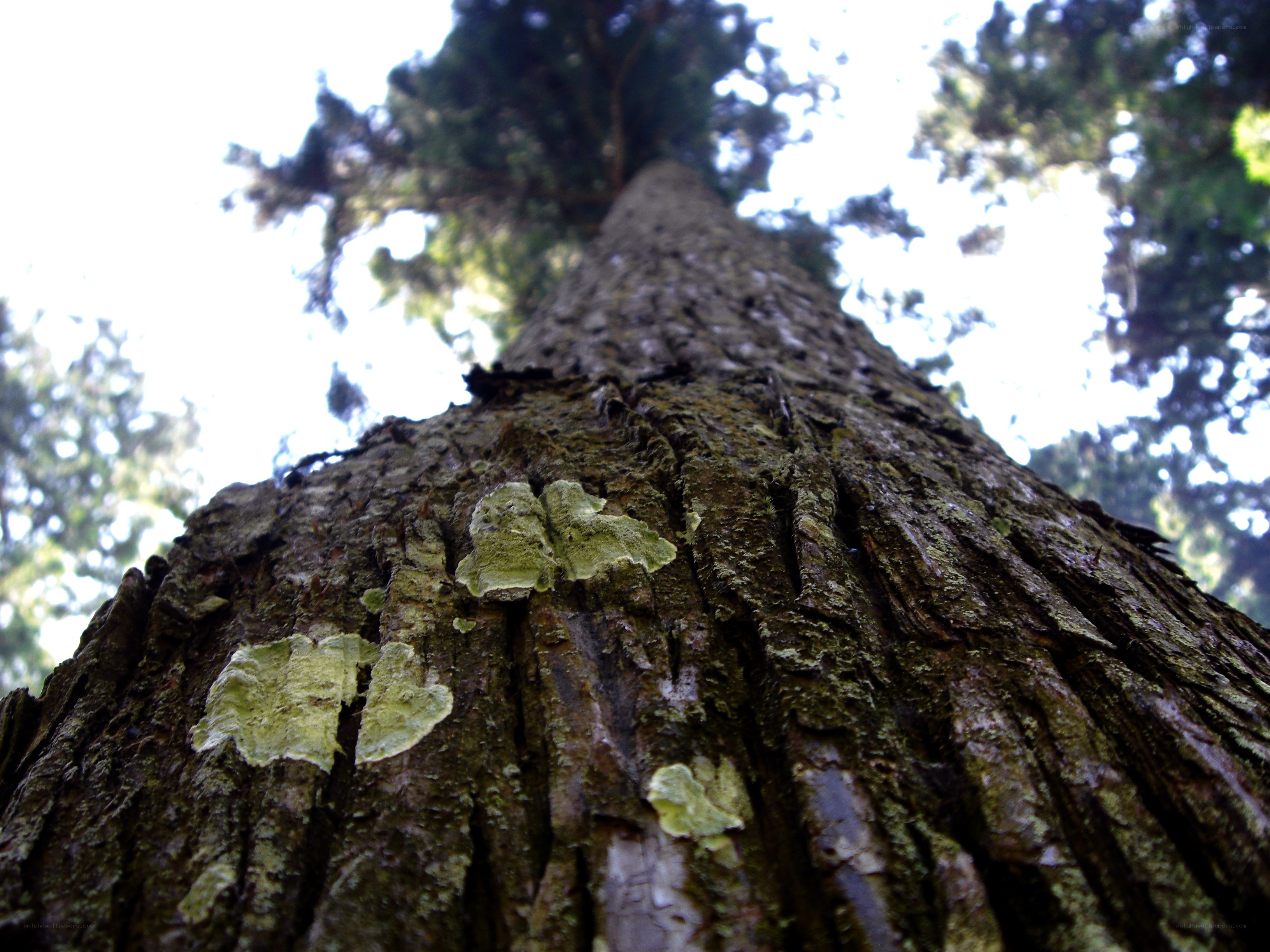 tall tree trunk view