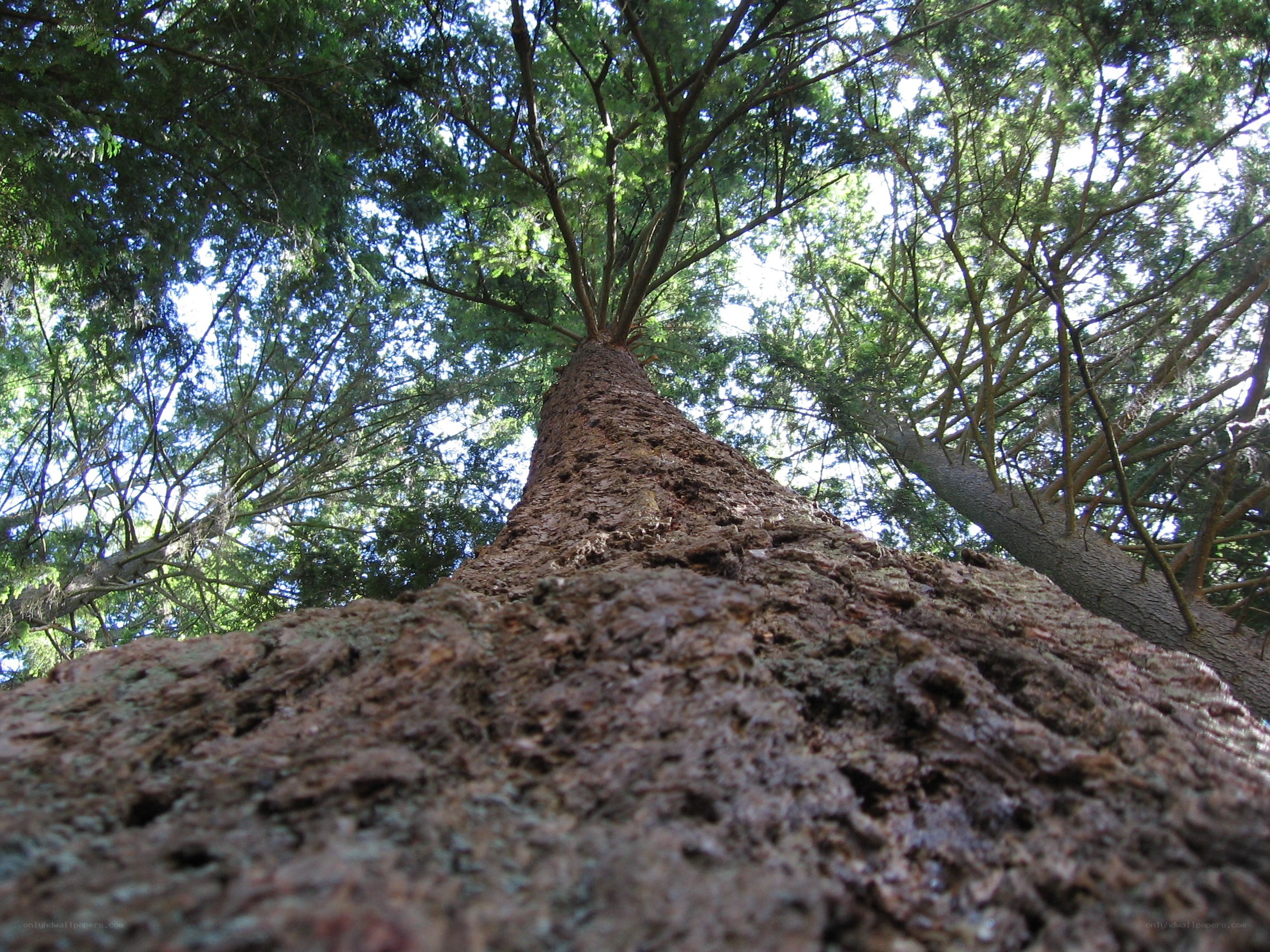 tall tree trunk view