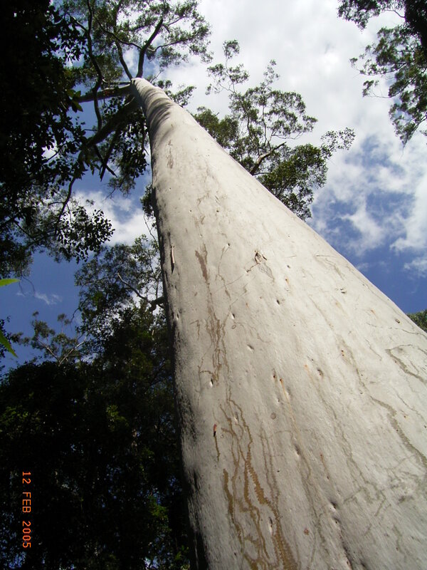 Tall Tree Trunk — White