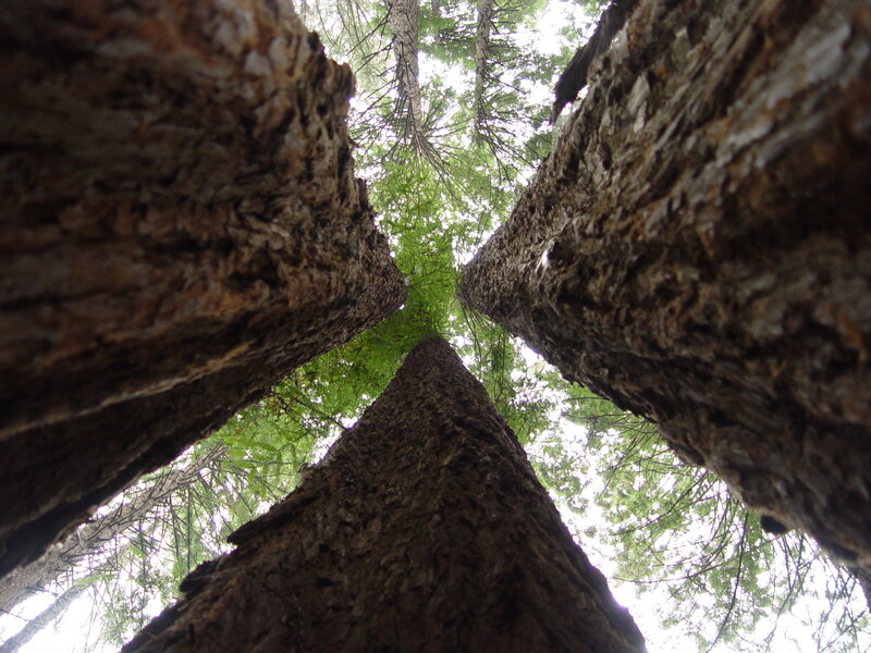 Tall Tree Trunks — Brown