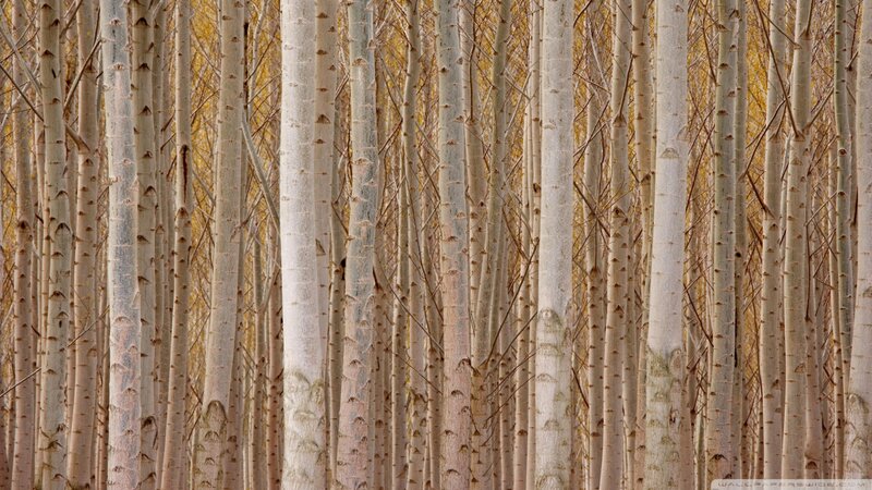 Tall Tree Trunks