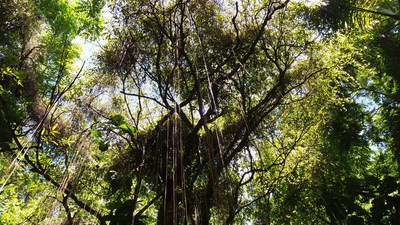 Tall Tree with Aerial Roots