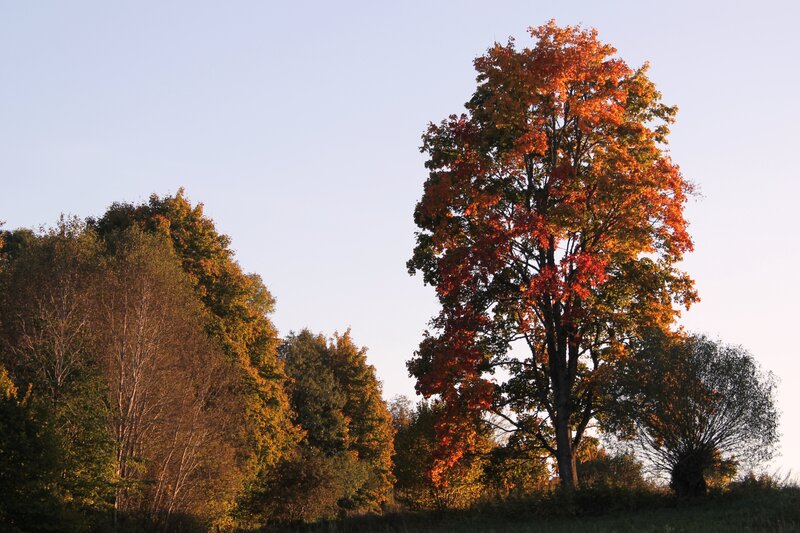 Tall Tree with Autumn Leaves — Orange, Serene
