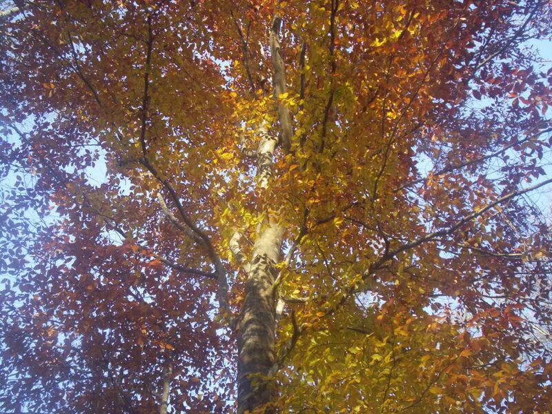 Tall Tree with Autumn Leaves — Orange