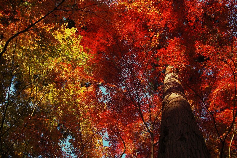 Tall Tree with Autumn Leaves — Red, Serene, Photograph