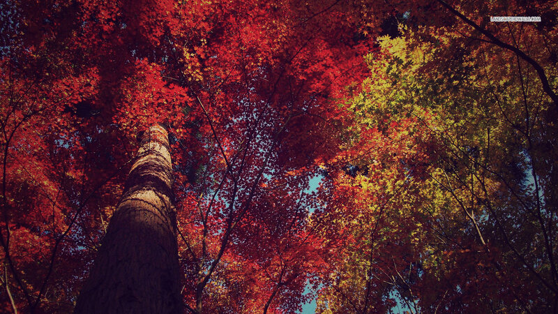 Tall Tree with Autumn Leaves — Red, Serene