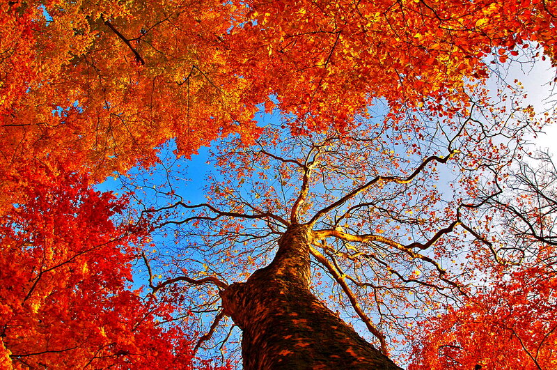 Tall Tree with Autumn Leaves — Red