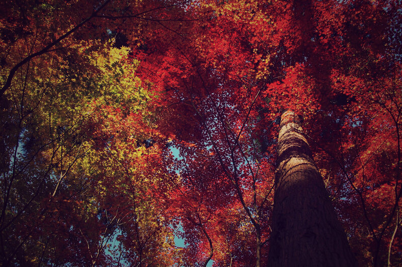 Tall Tree with Autumn Leaves