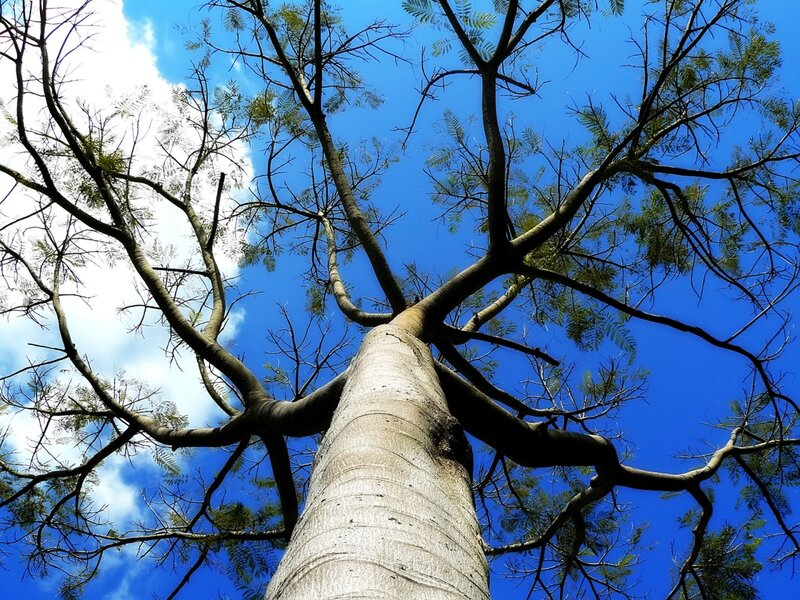 Tall Tree with Branches