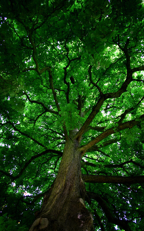 tall tree with green canopy