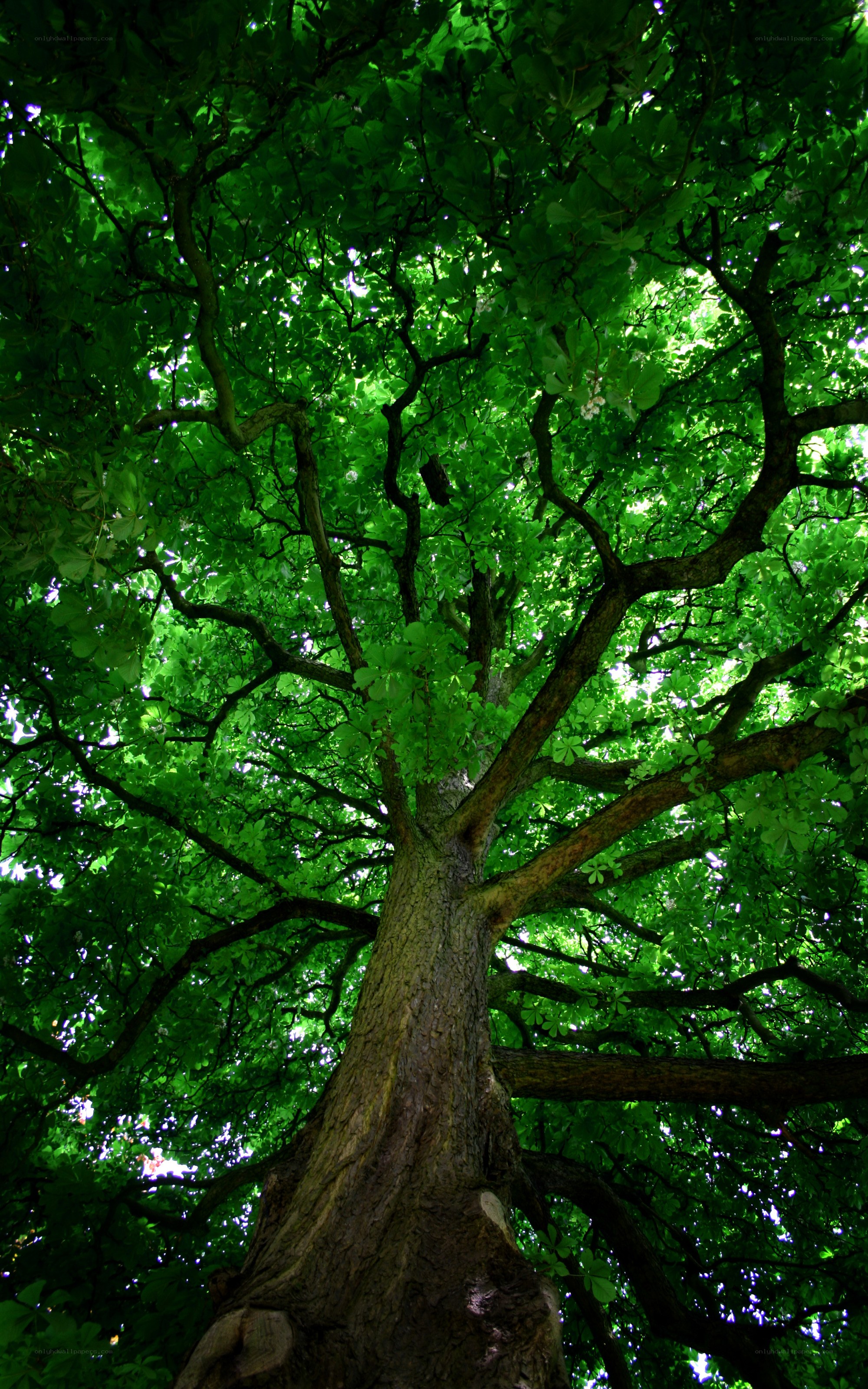 tall tree with green canopy